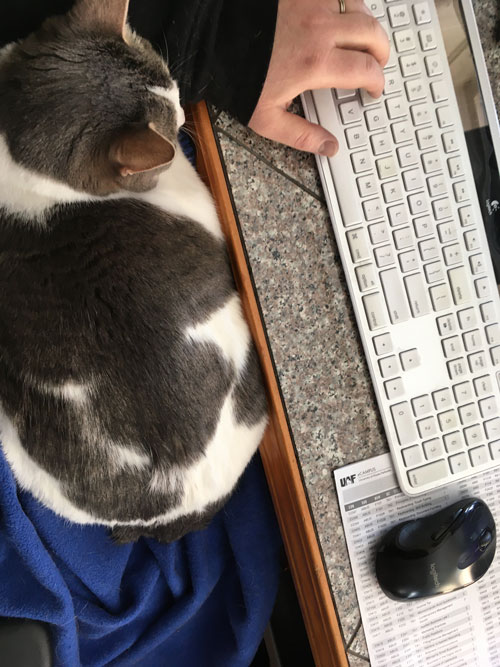 A calico cat sitting on a lap while a hand types on a keyboard.